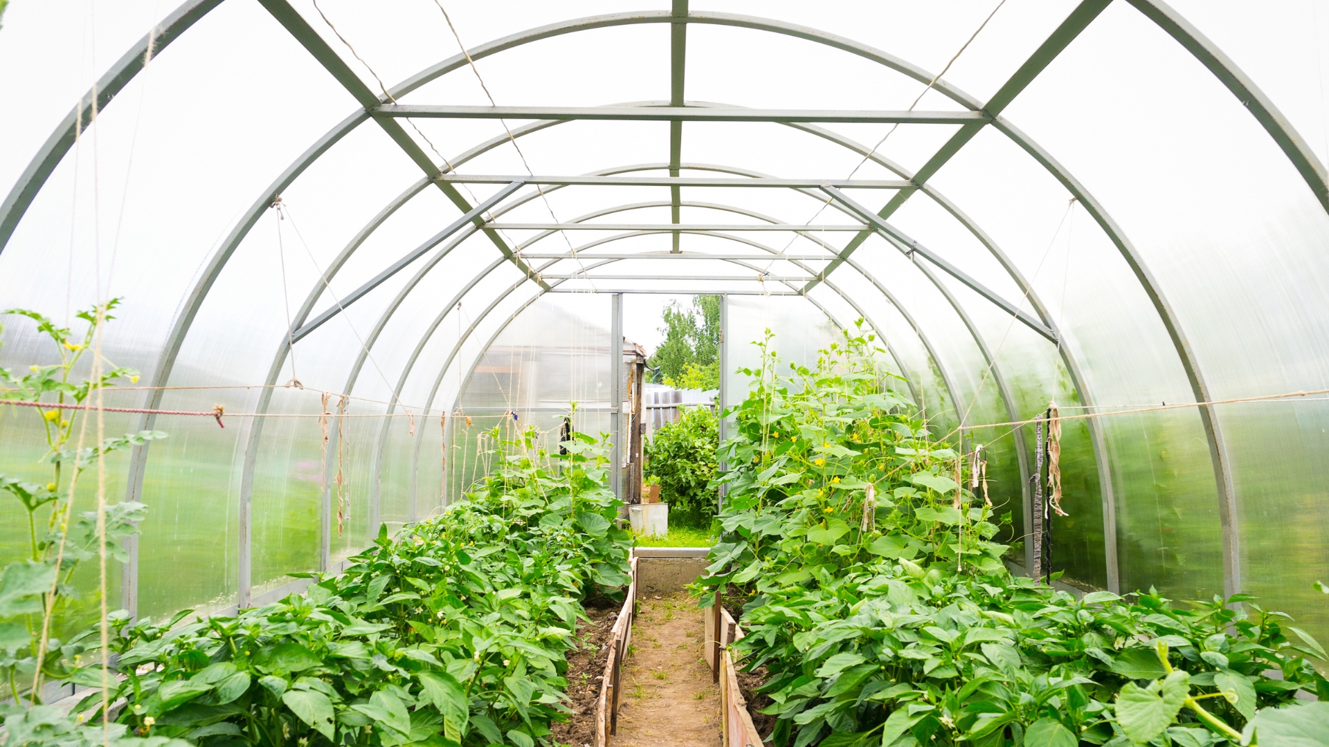 Rows of plants growing inside a large commercial greenhouse